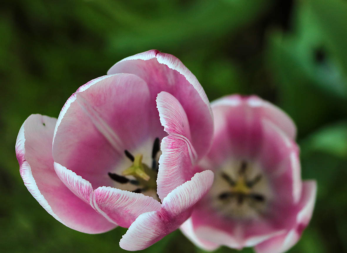 Последние тюльпаны