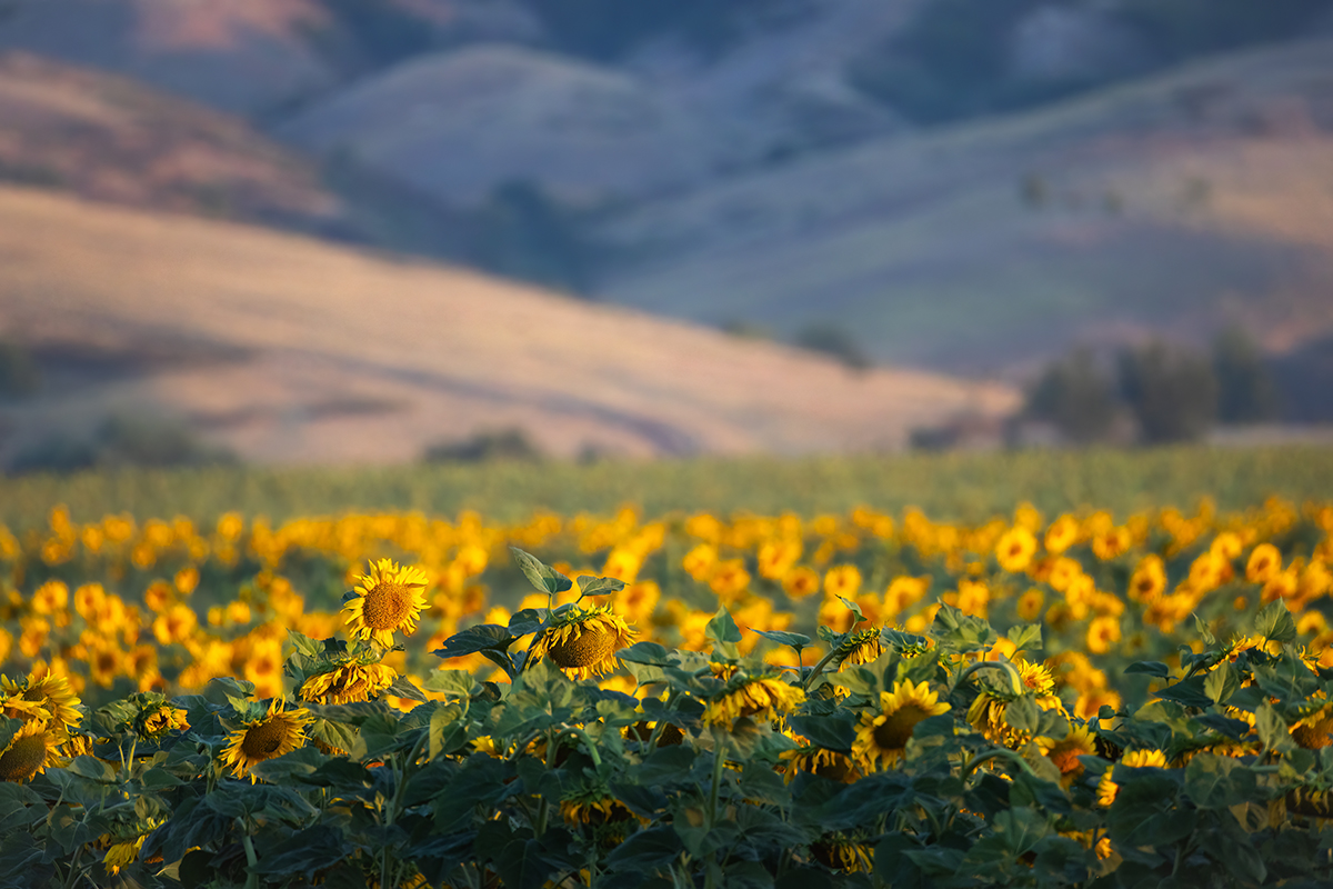 Утро у подножья холмов