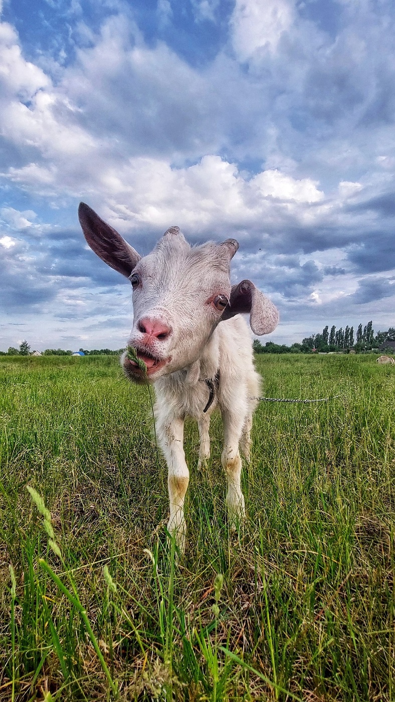 Коза-дереза