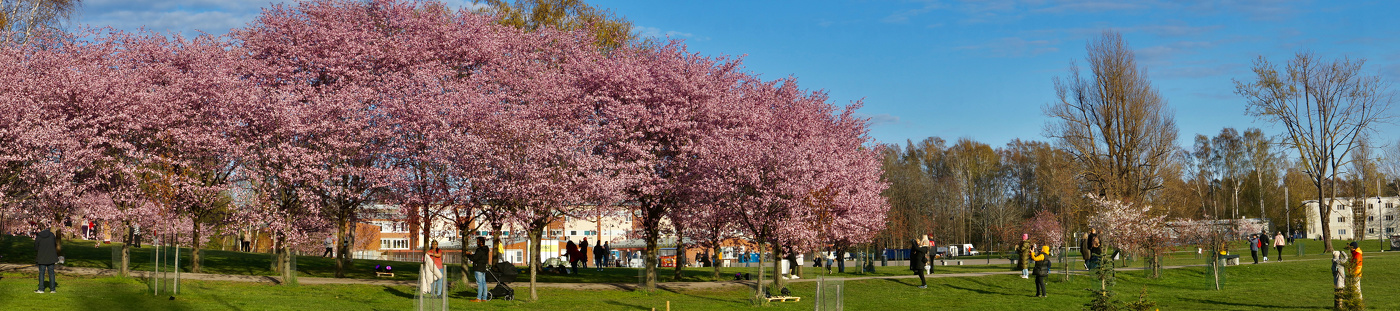 Вишнёвый сад