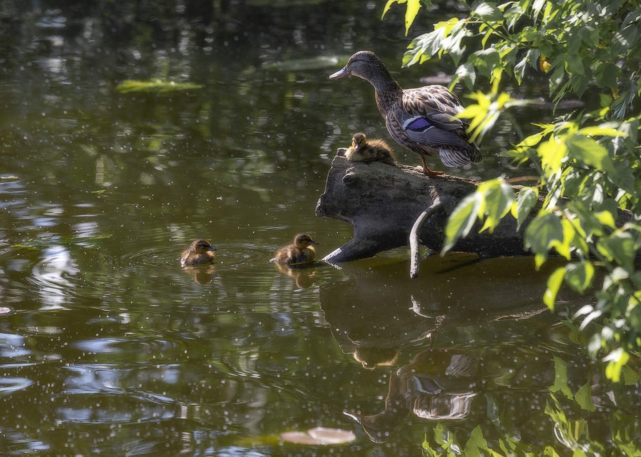 Безотцовщина