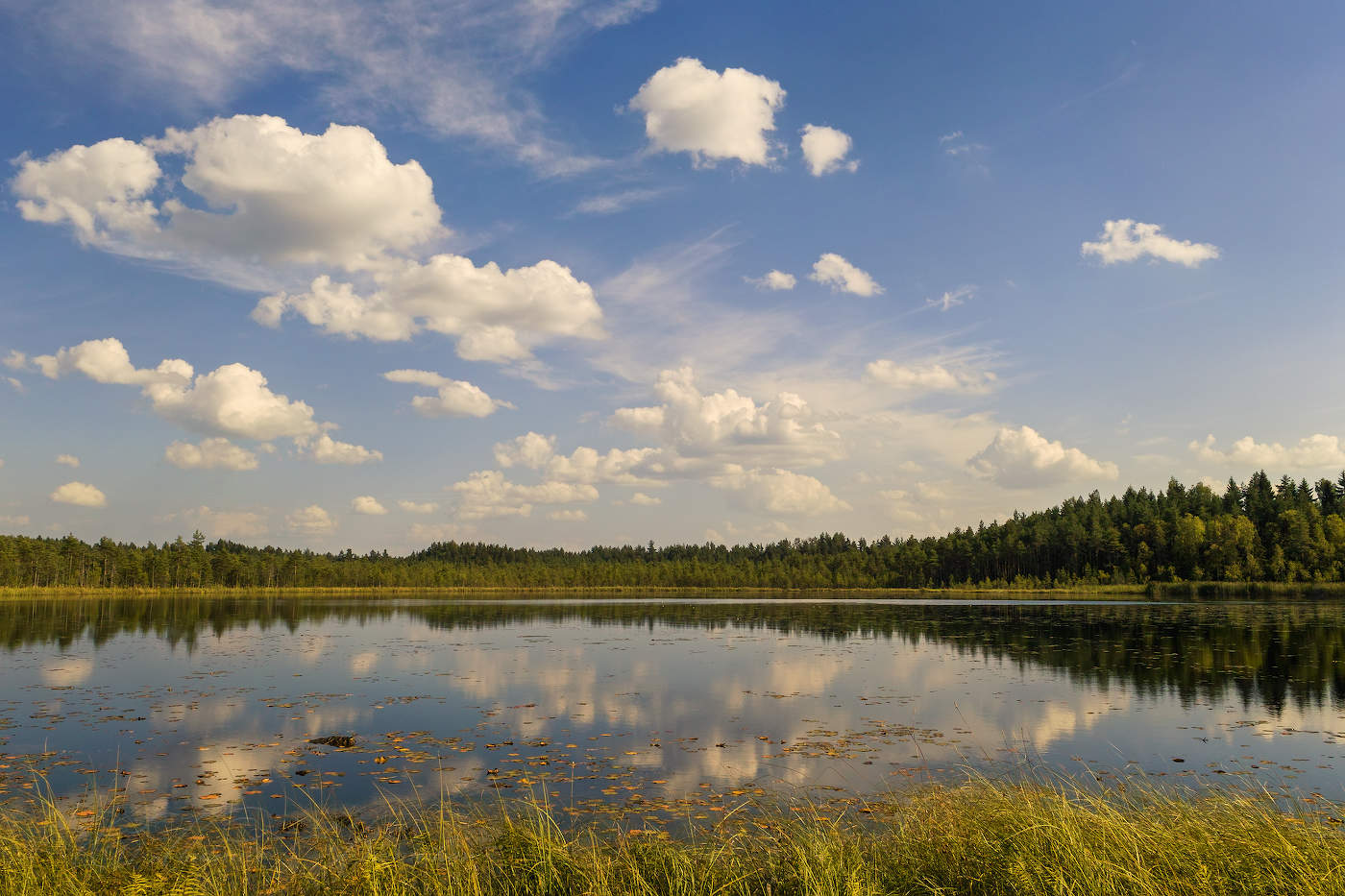 Лесное озеро