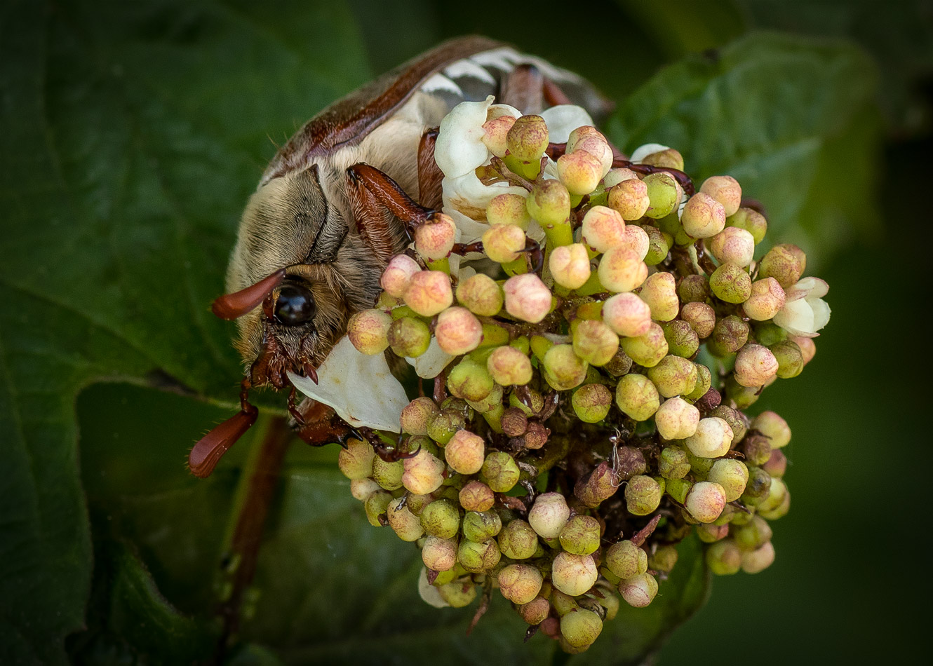 Букетик для любимой