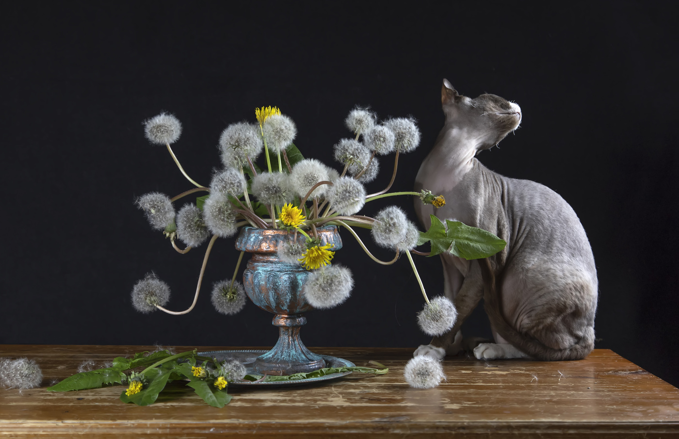 Шкипер и пушистики