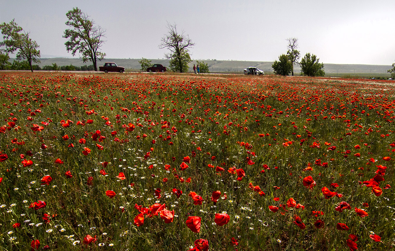 Маковое море