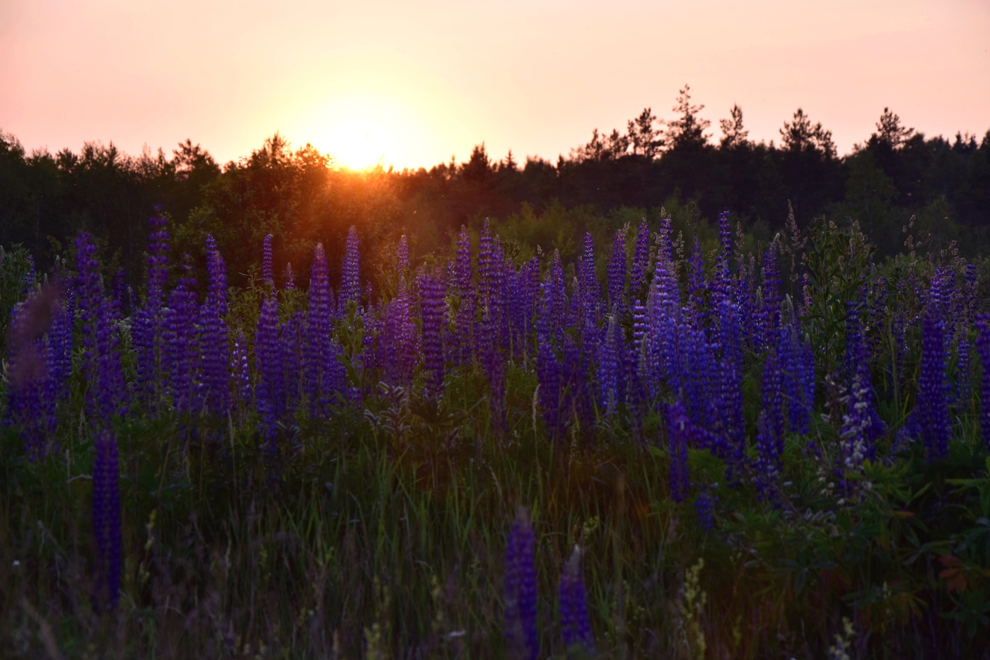 Люпиновый закат