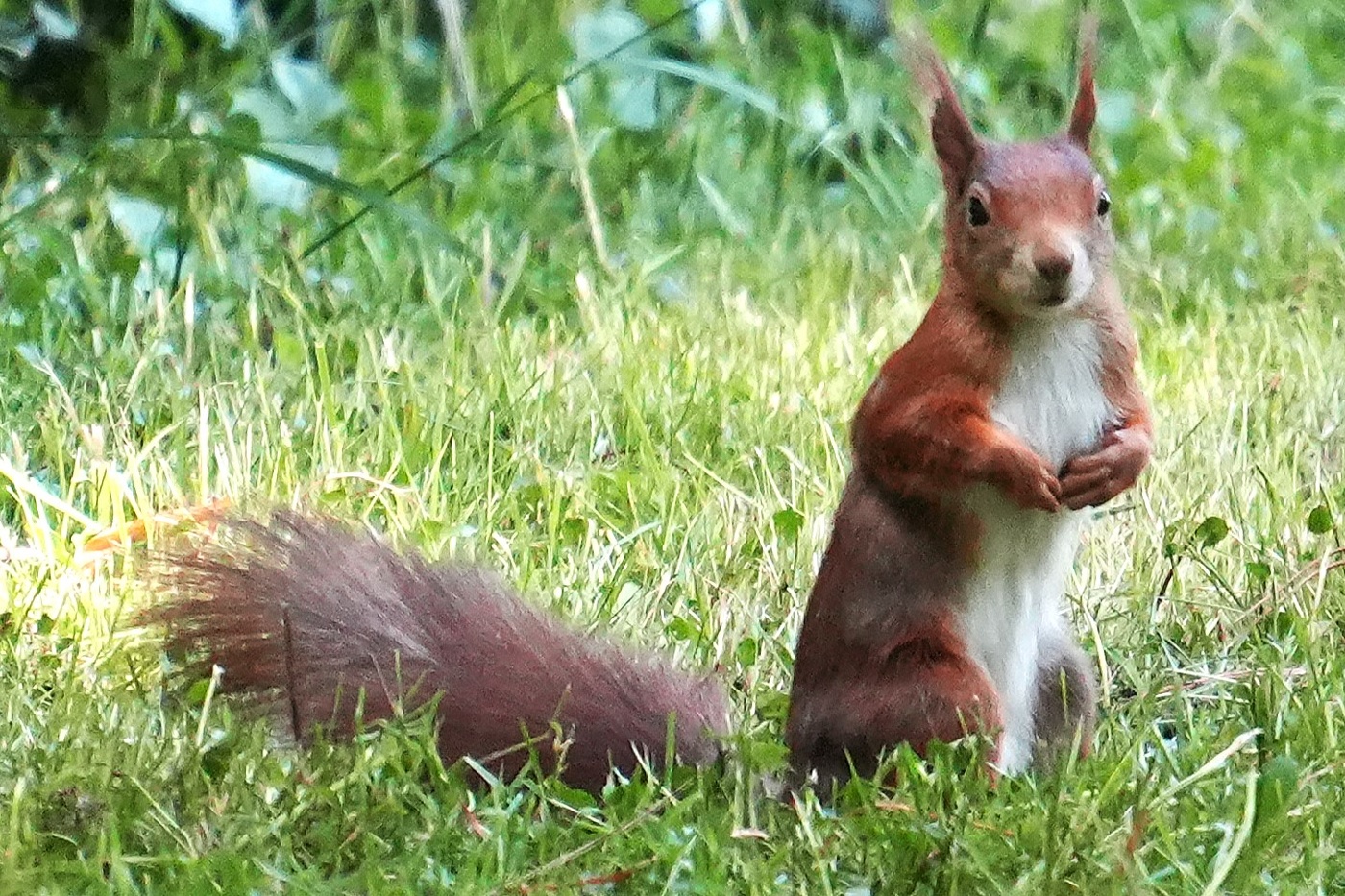 Белочку вызывали?