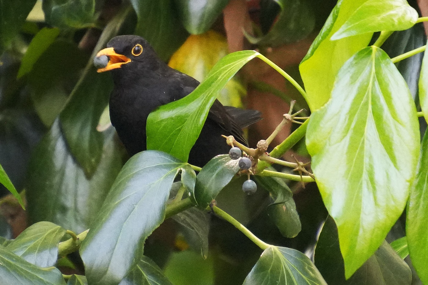 Дрозд с ягодкой