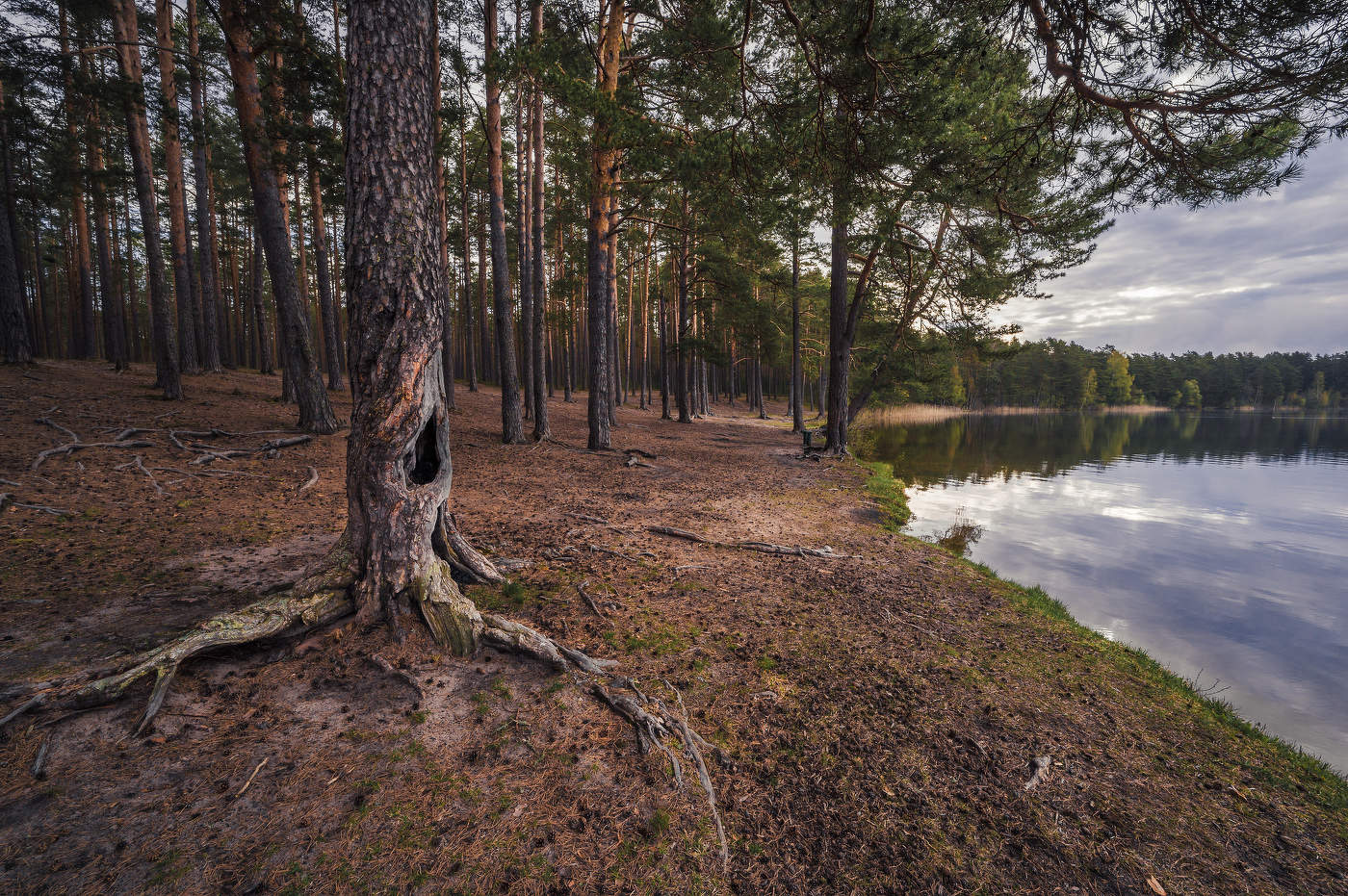 Пасммурное утро. Снетковское озеро.