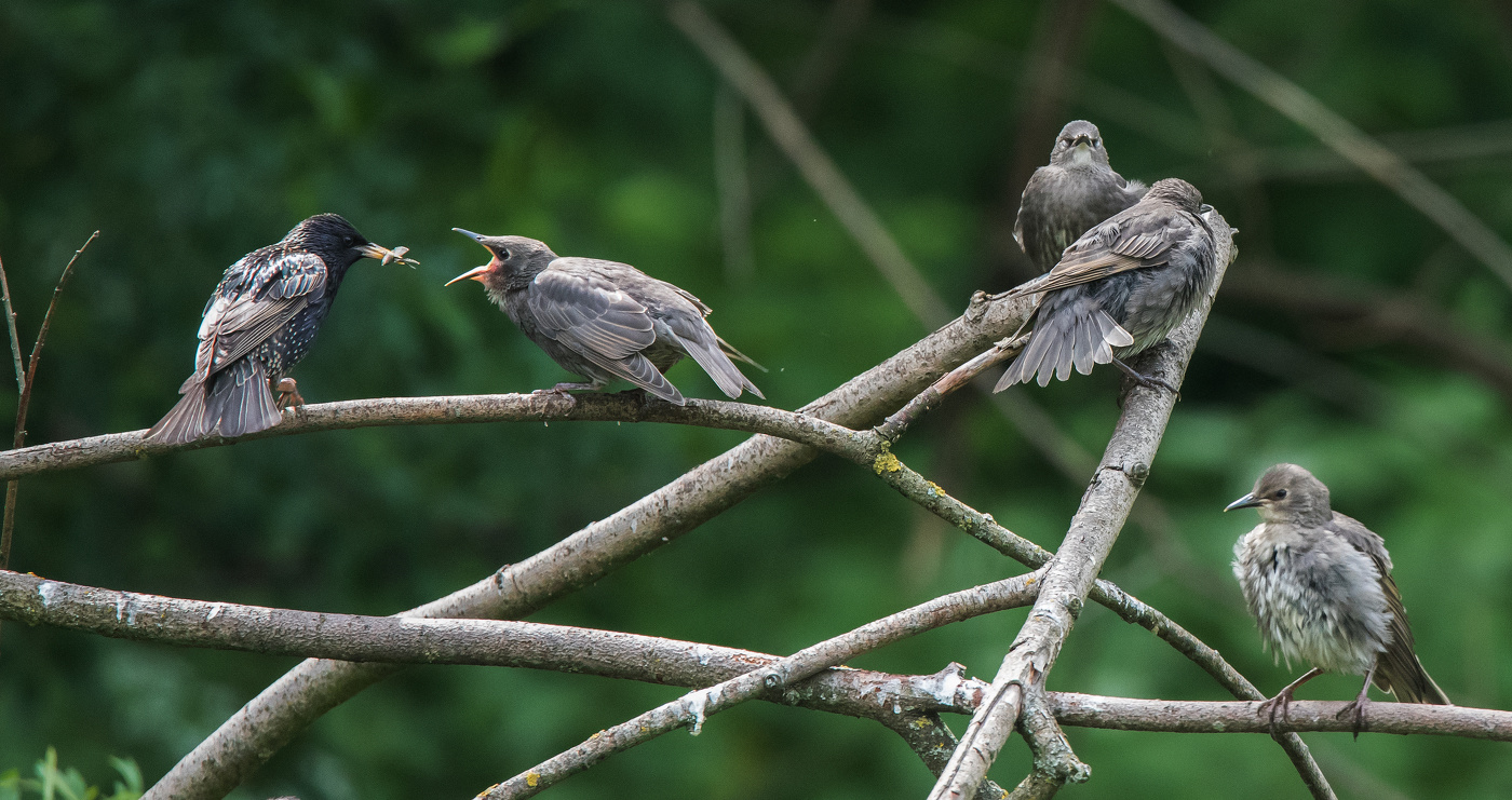 В очереди на кормежку.