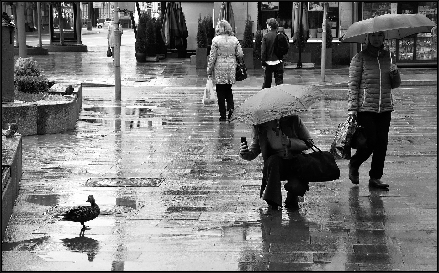 ...... Городская утка .....