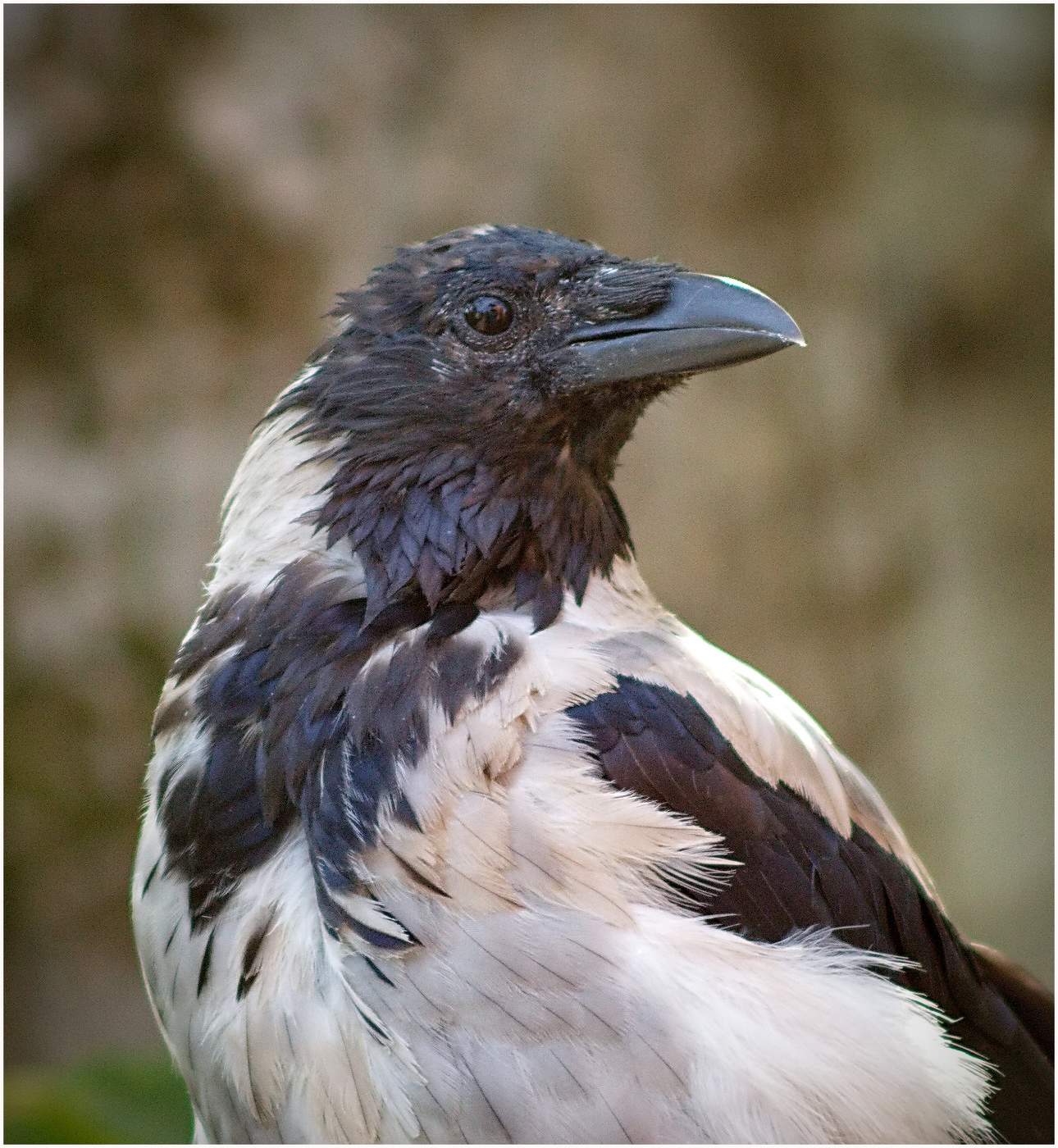 Почти Орёл.