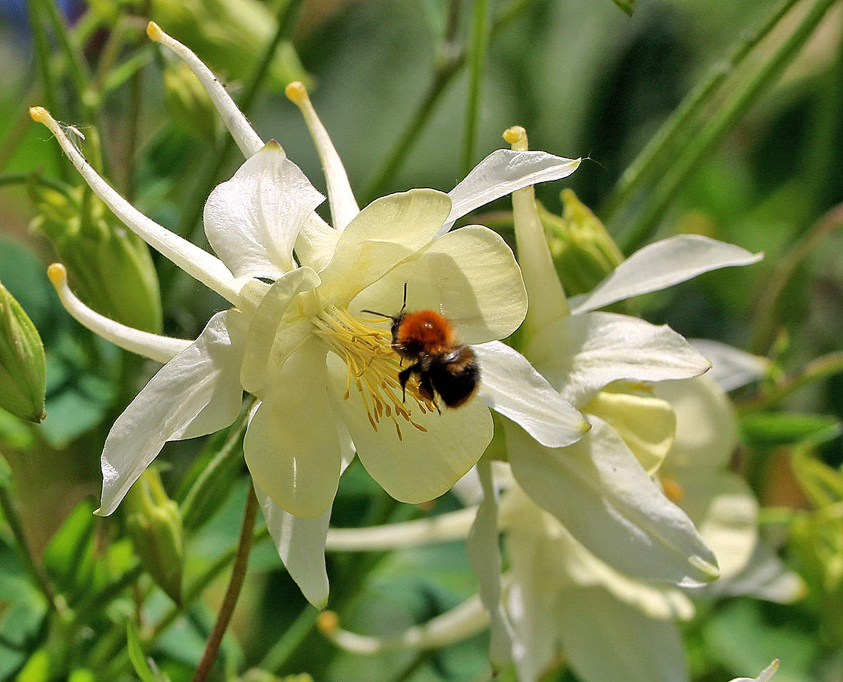 Завтрак в аквилегии