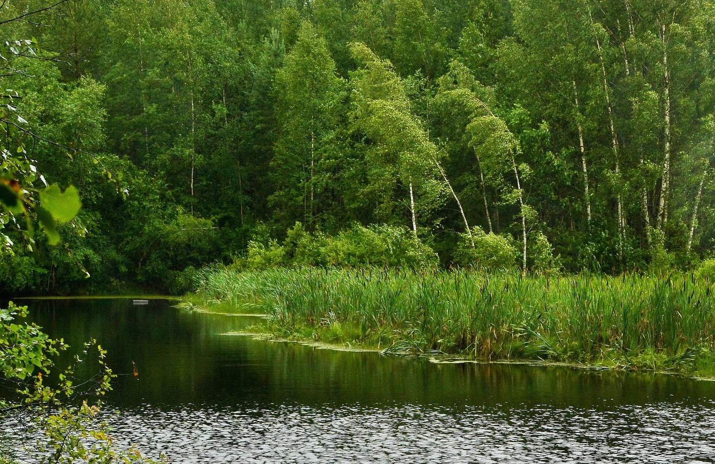 Порыв ветра ...