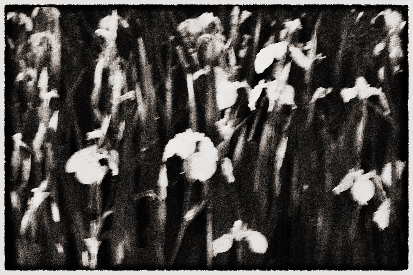 Дикие ирисы...