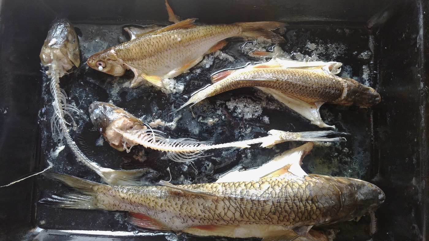 Жизнь вокруг