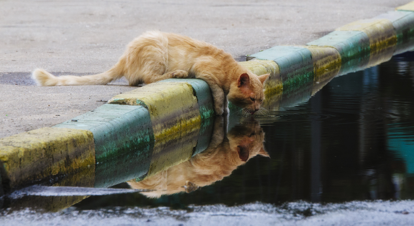 у водопоя...