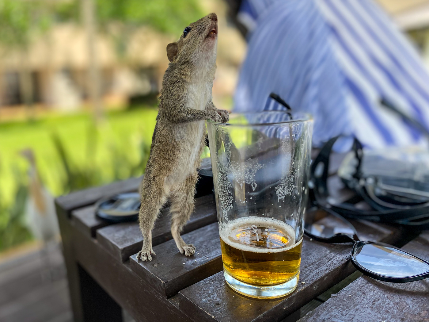 Напилася я пьяна,