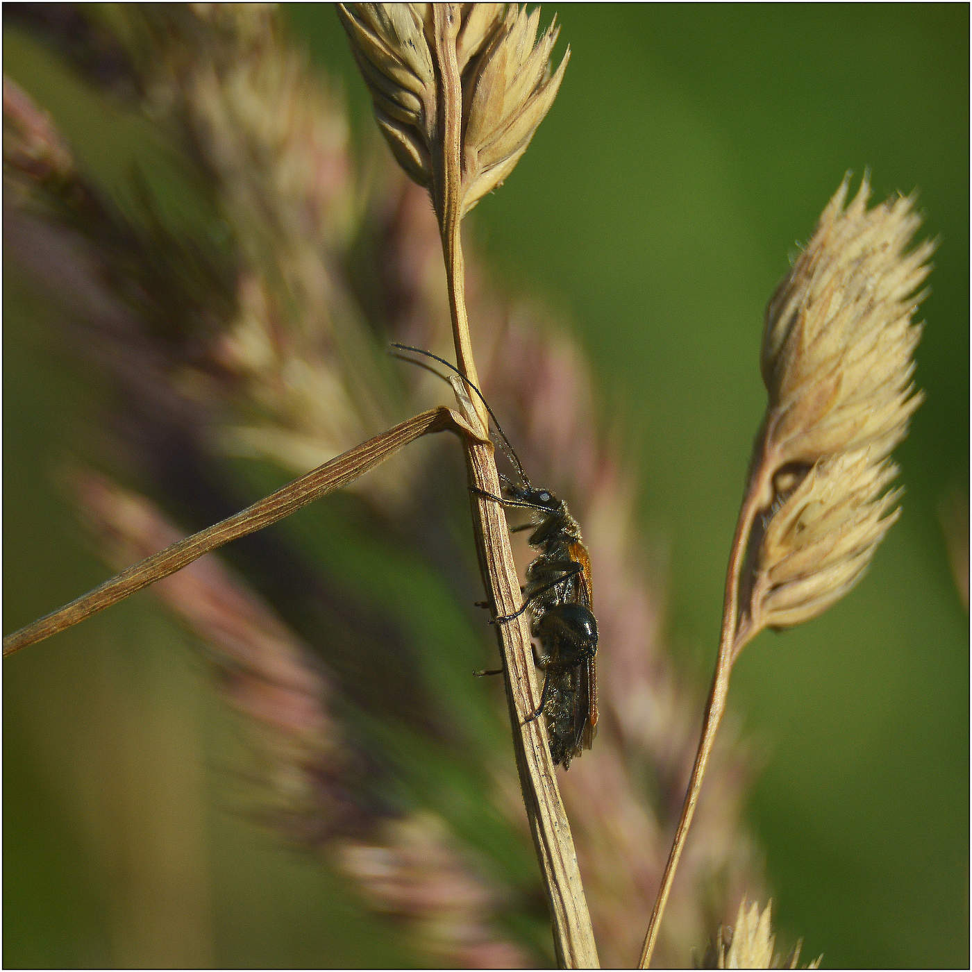 Нас травы спасут и укроют.