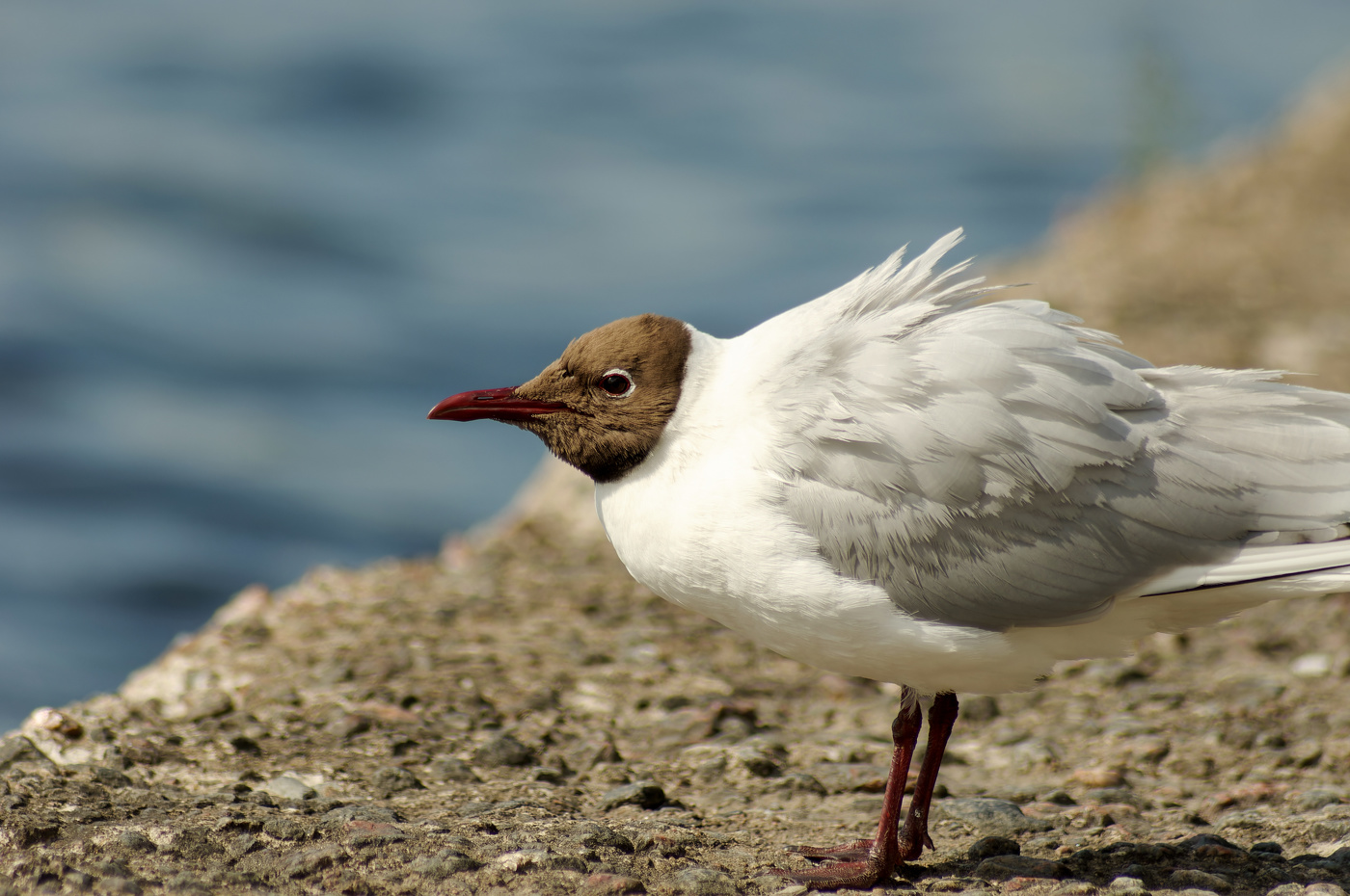 Нахохлилась.