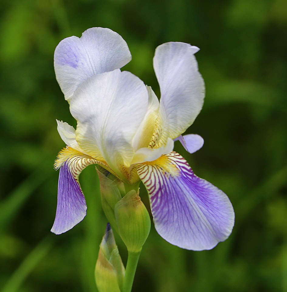 Июнь - время ирисов