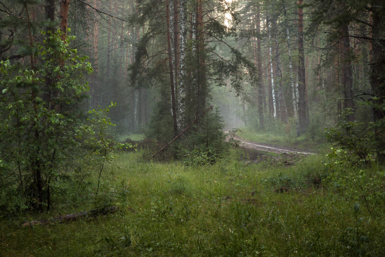 Утро после дождя.