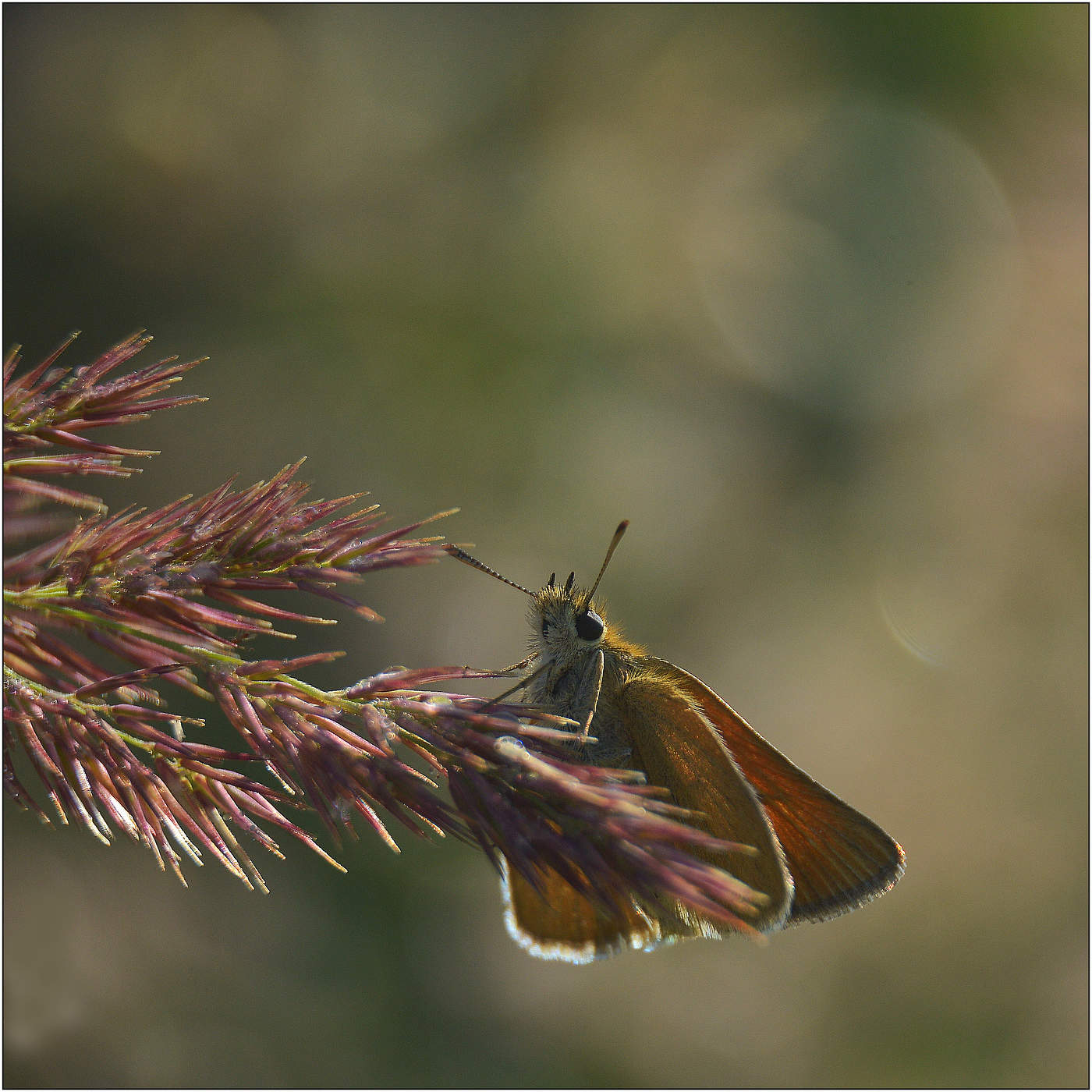 Тишина солнечного утра.
