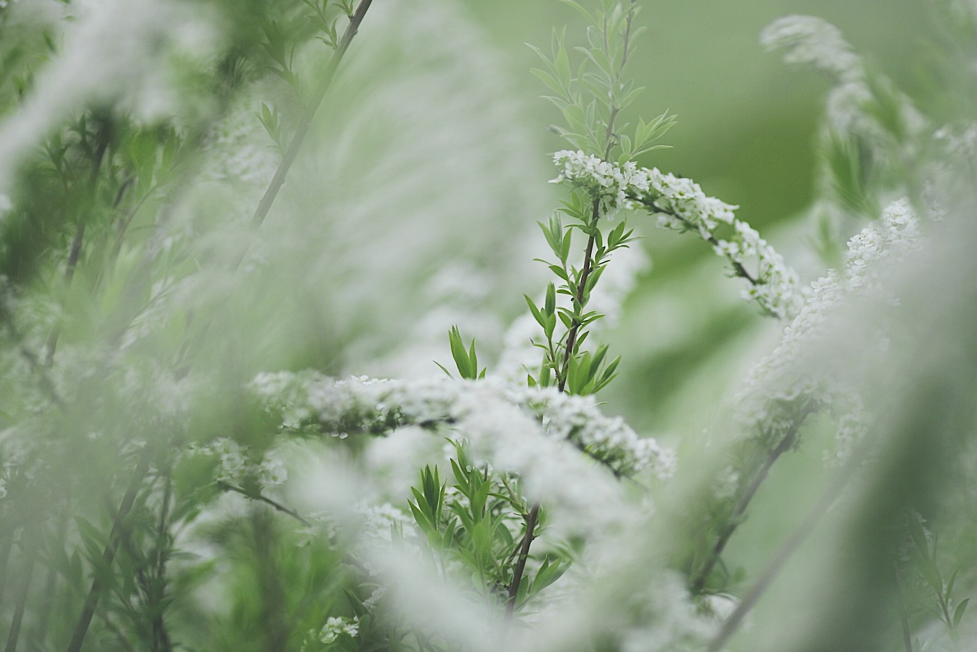 черемуховый рай