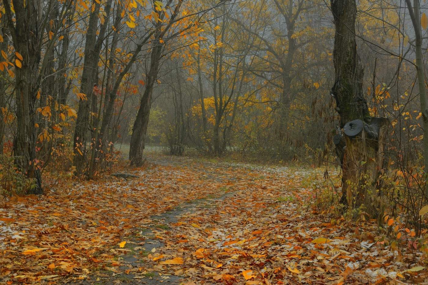 Утро в лесу