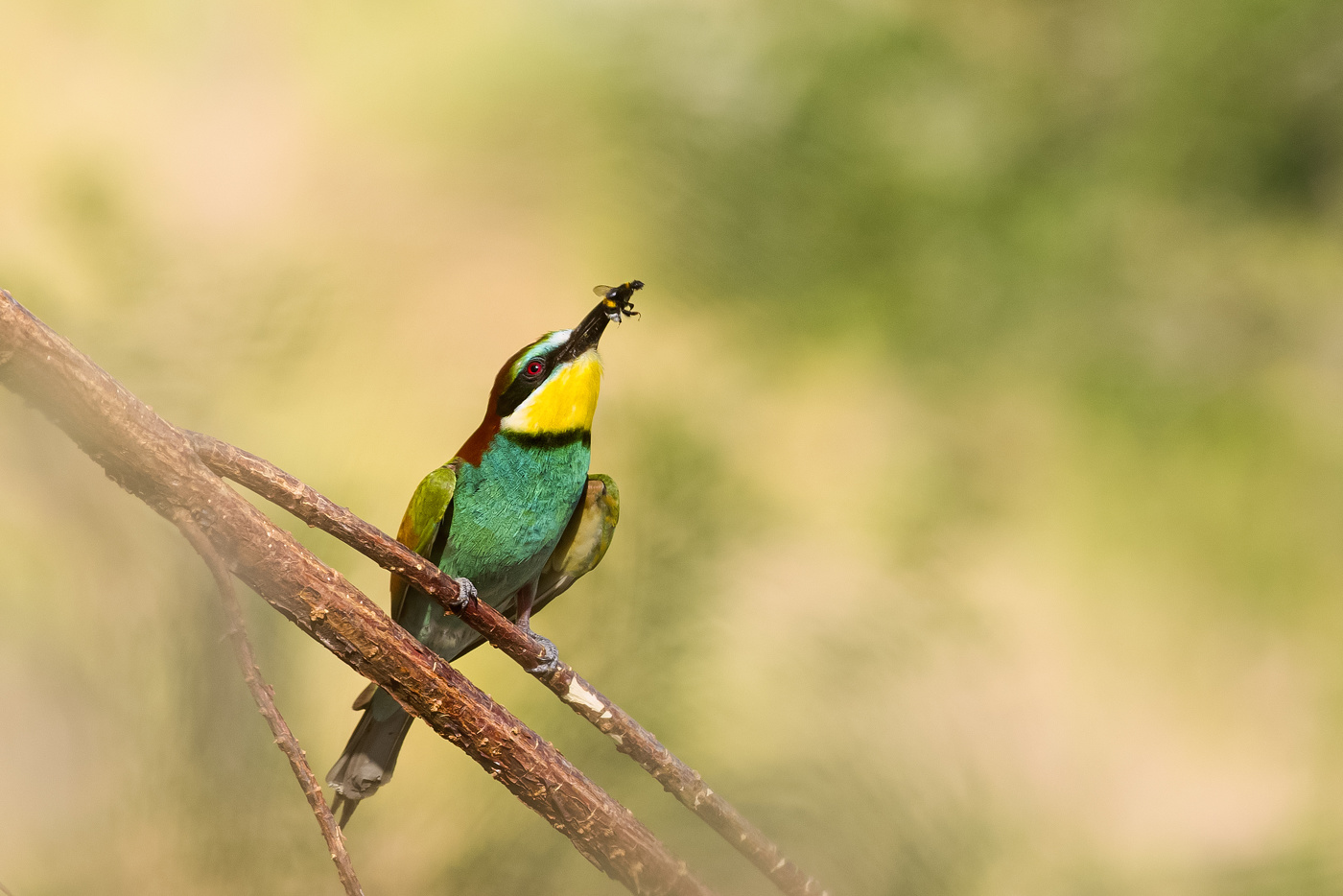 Щурка и шмель
