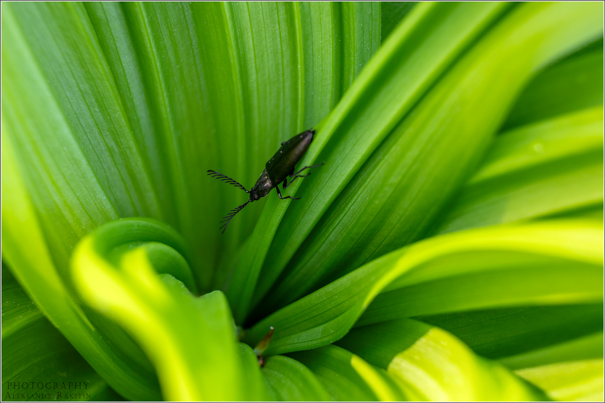 Исследователь