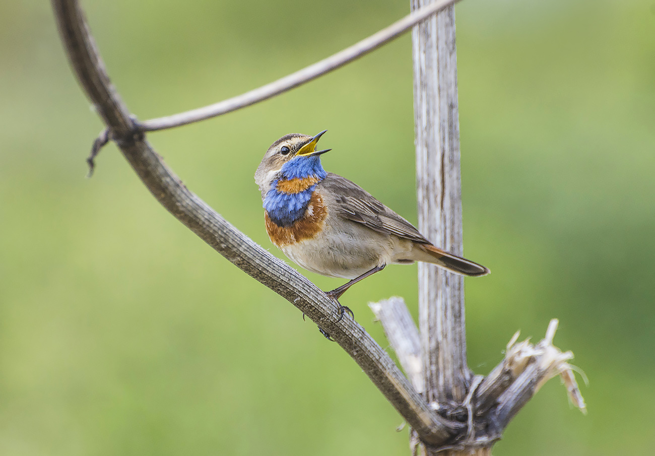 В рамках исполнения одной песни