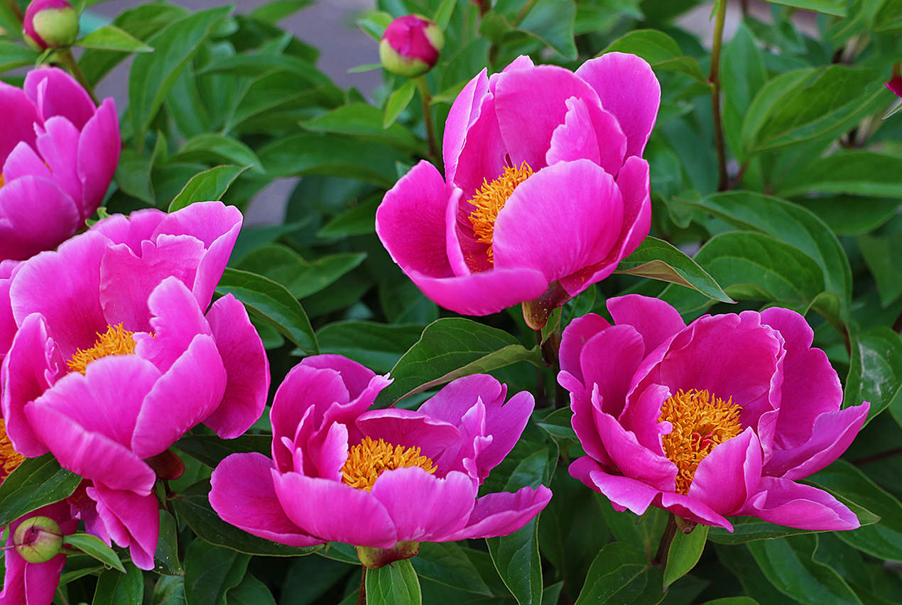 Июнь... Пионы...