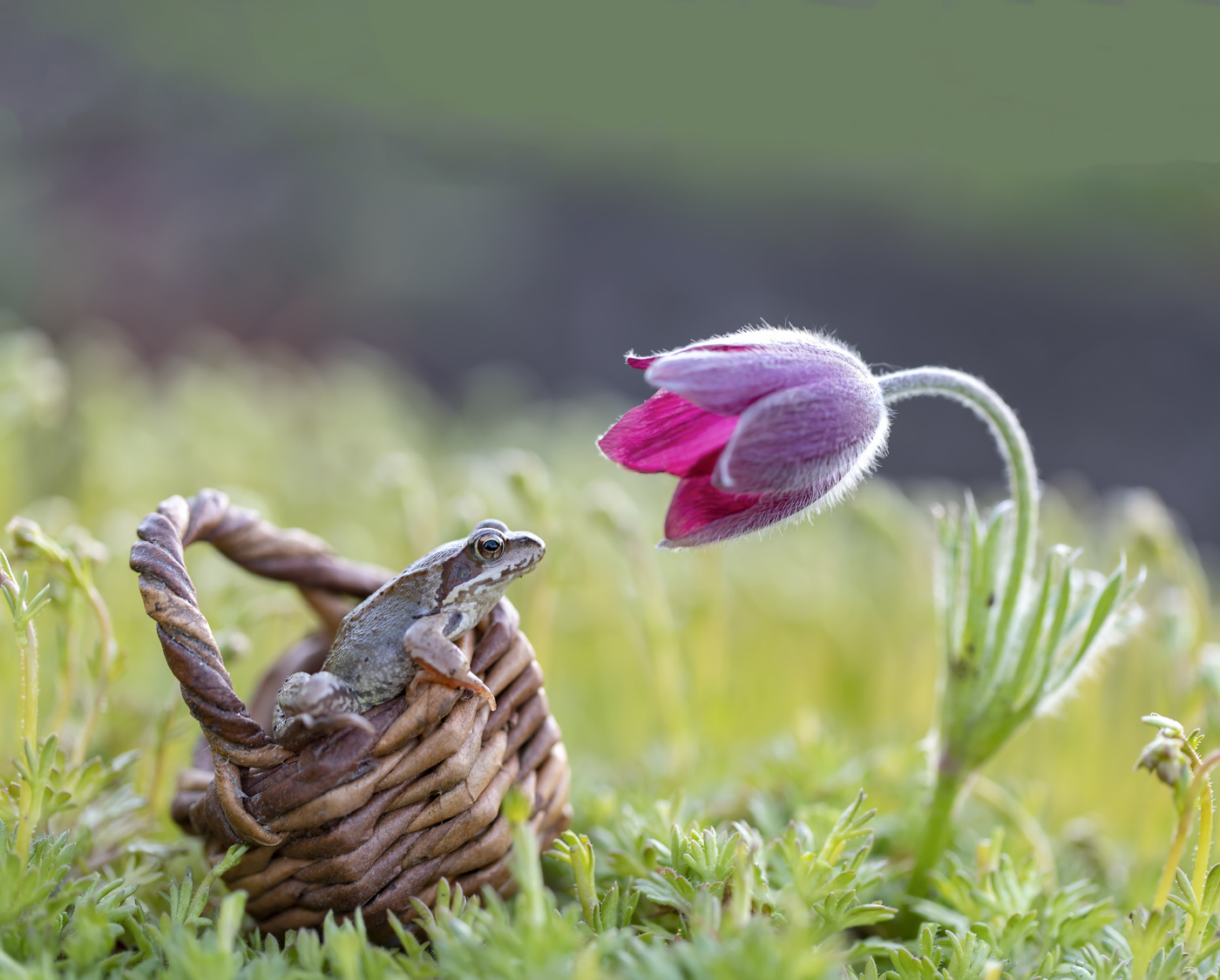 Очарованная....