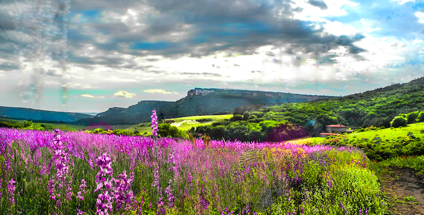 Красивый сорняк