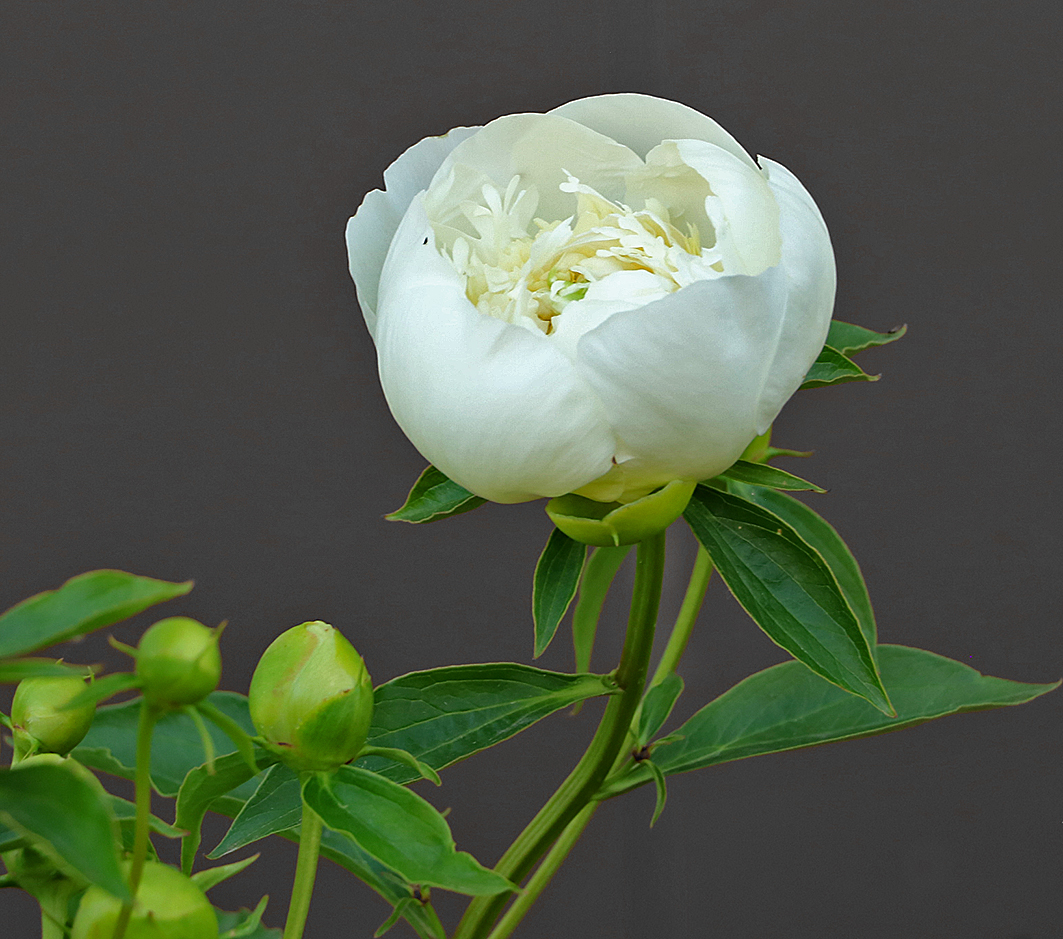 Июнь... Пионы...