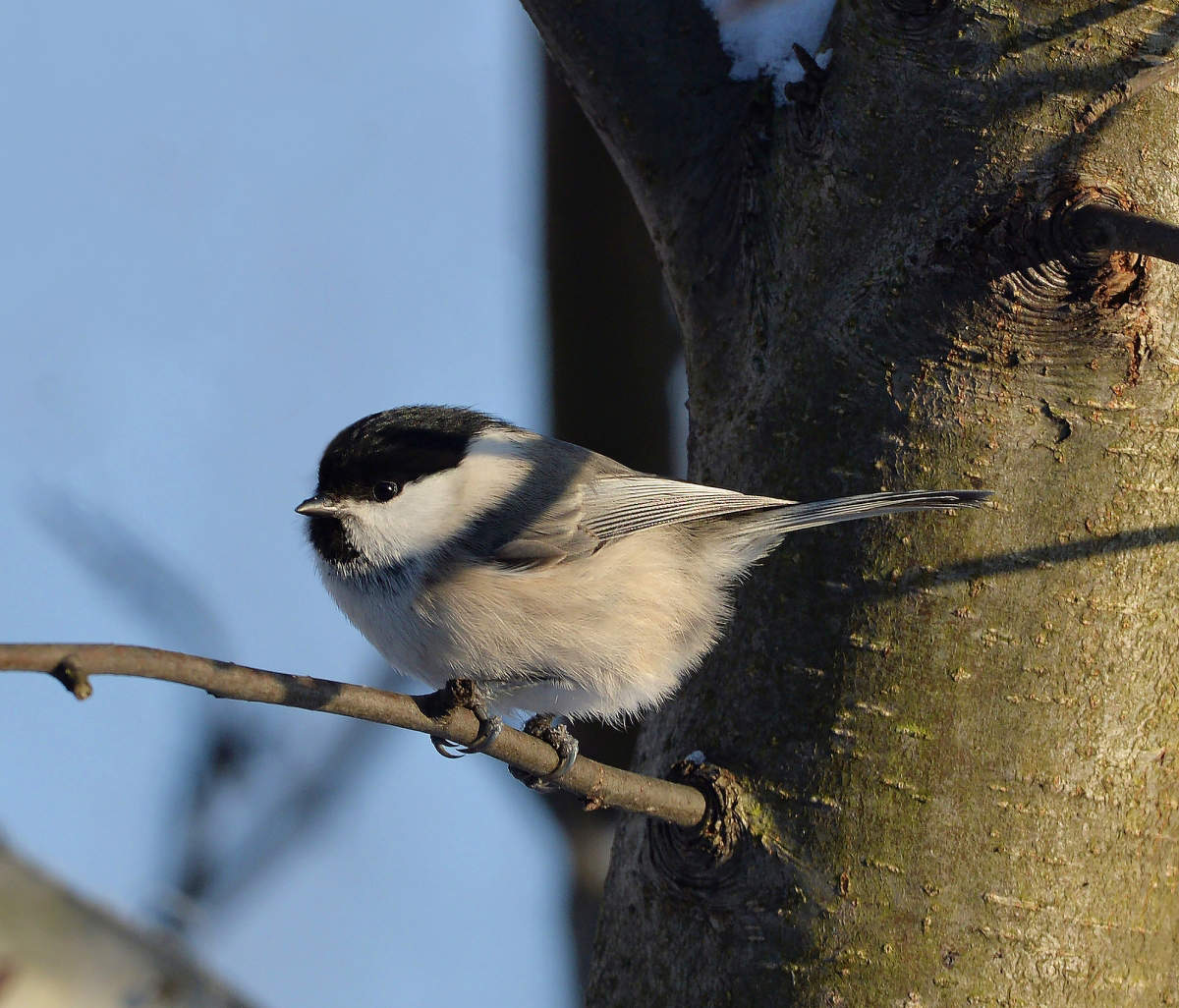 Черноголовая гаичка