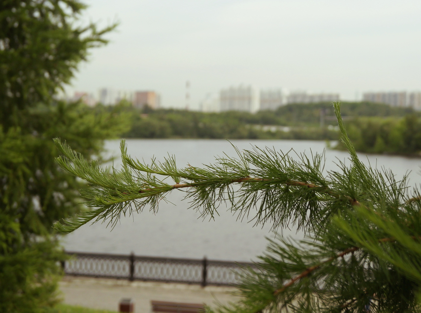 Колючий мостик