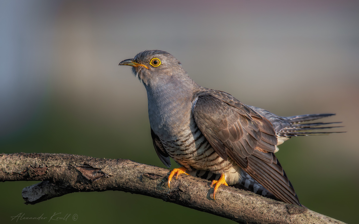 Кукухин портрет