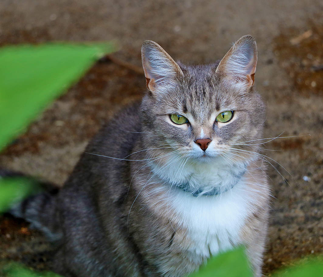 Вот такая красотка повстречалась мне