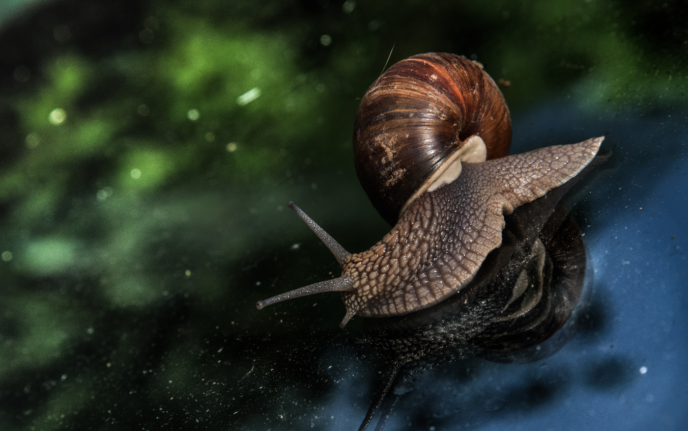 Космическое путешествие улитки.