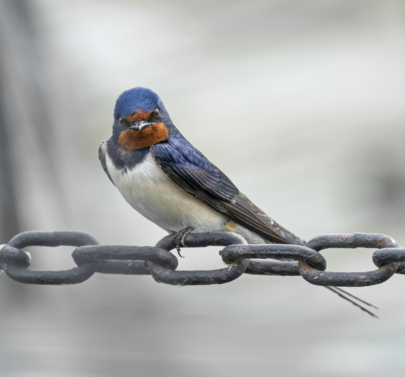 Нечего терять