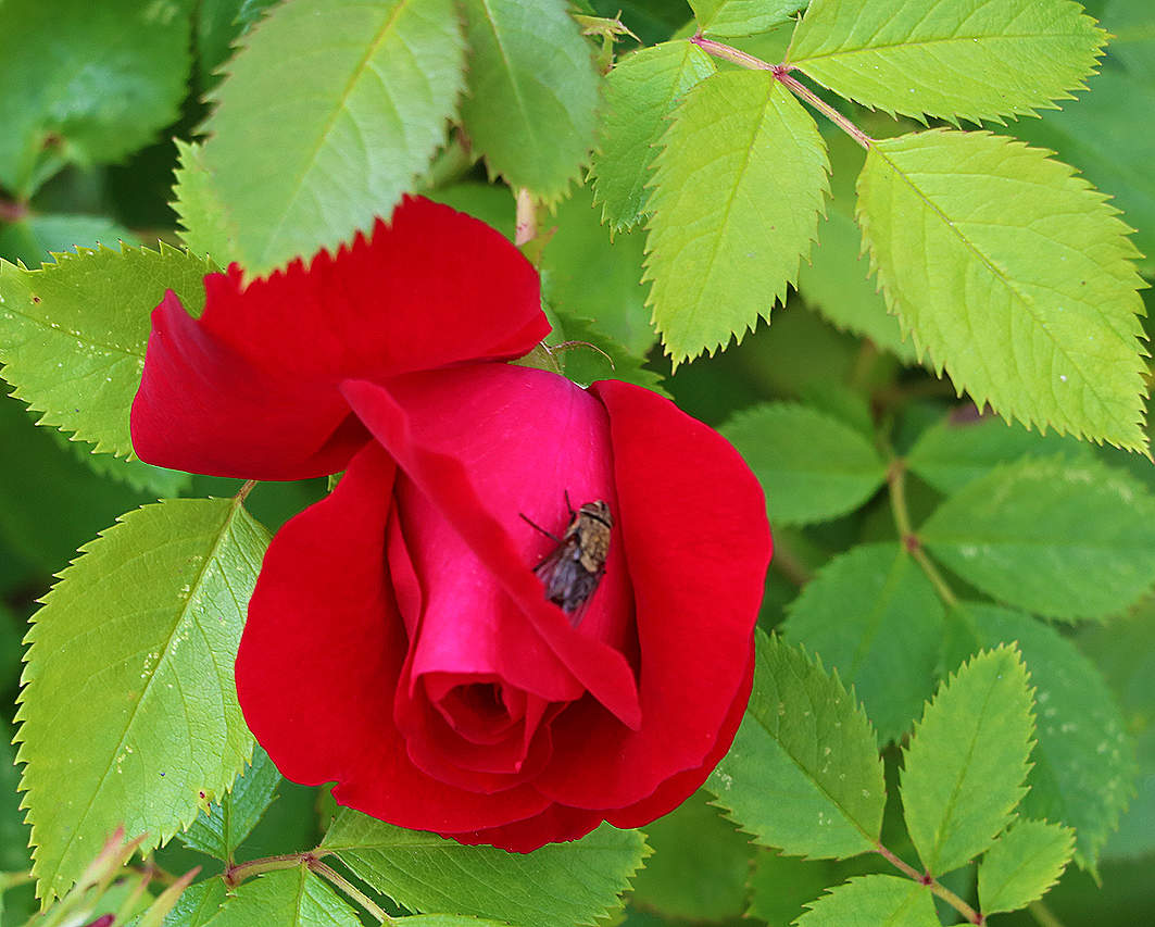 Красавица с мушкой