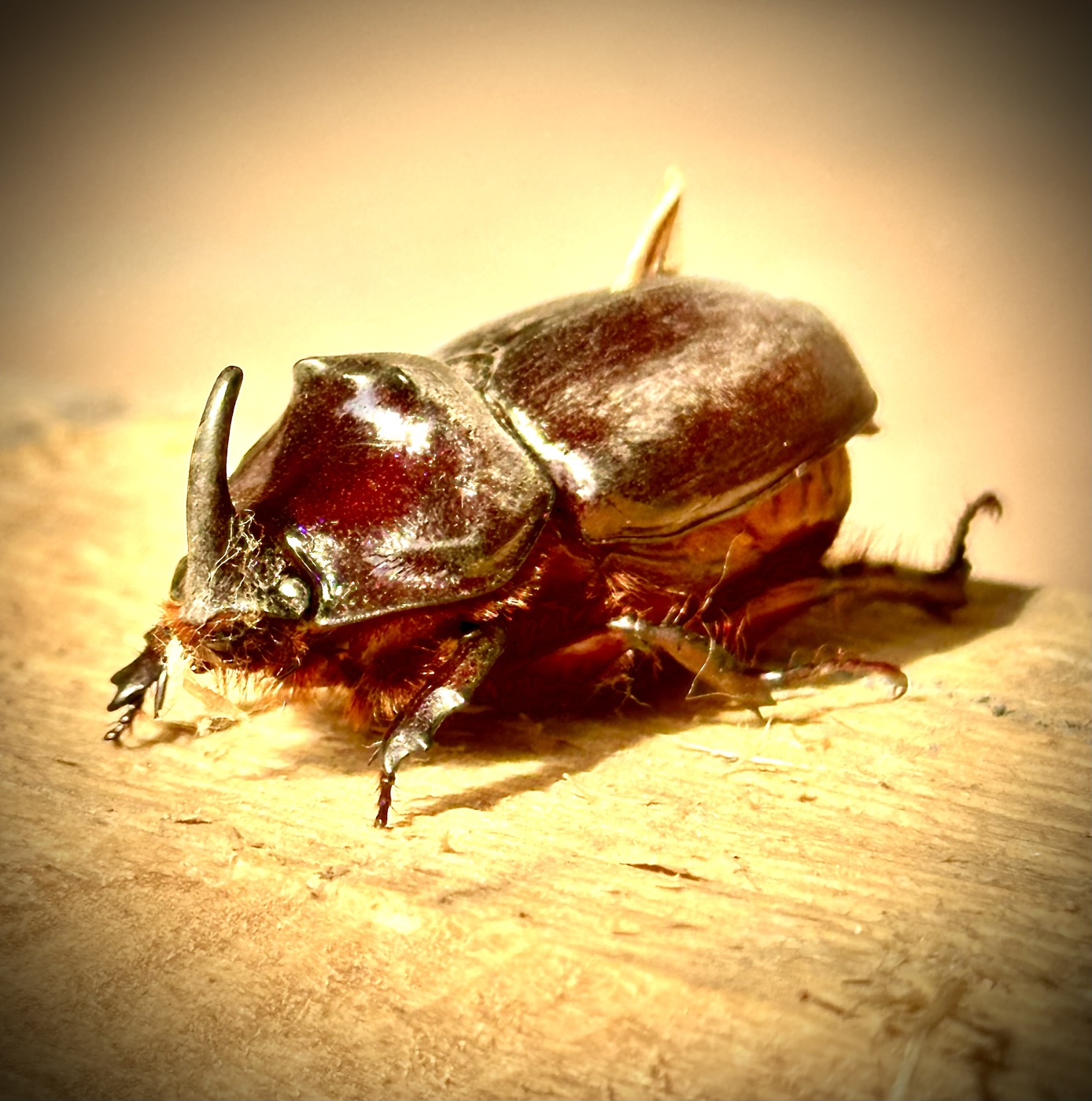 Жук-Носорог