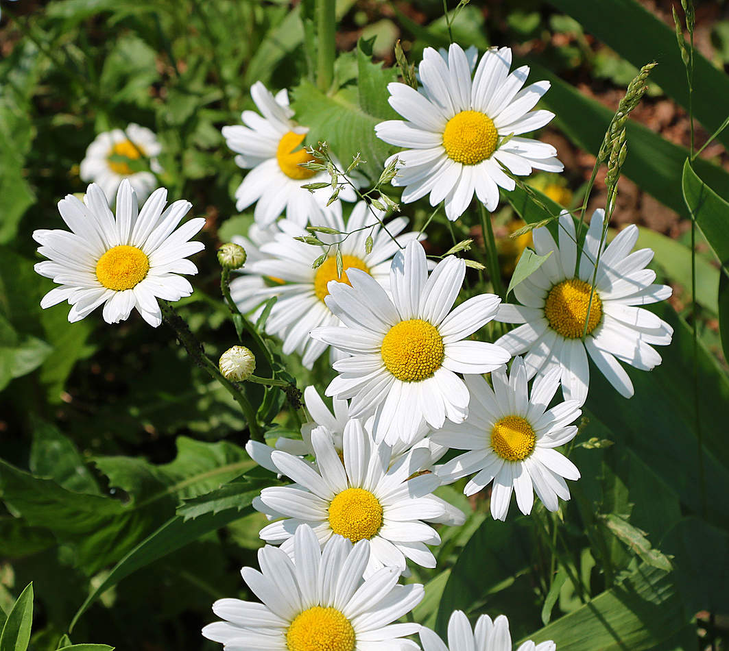 Мои любимые ромашечки