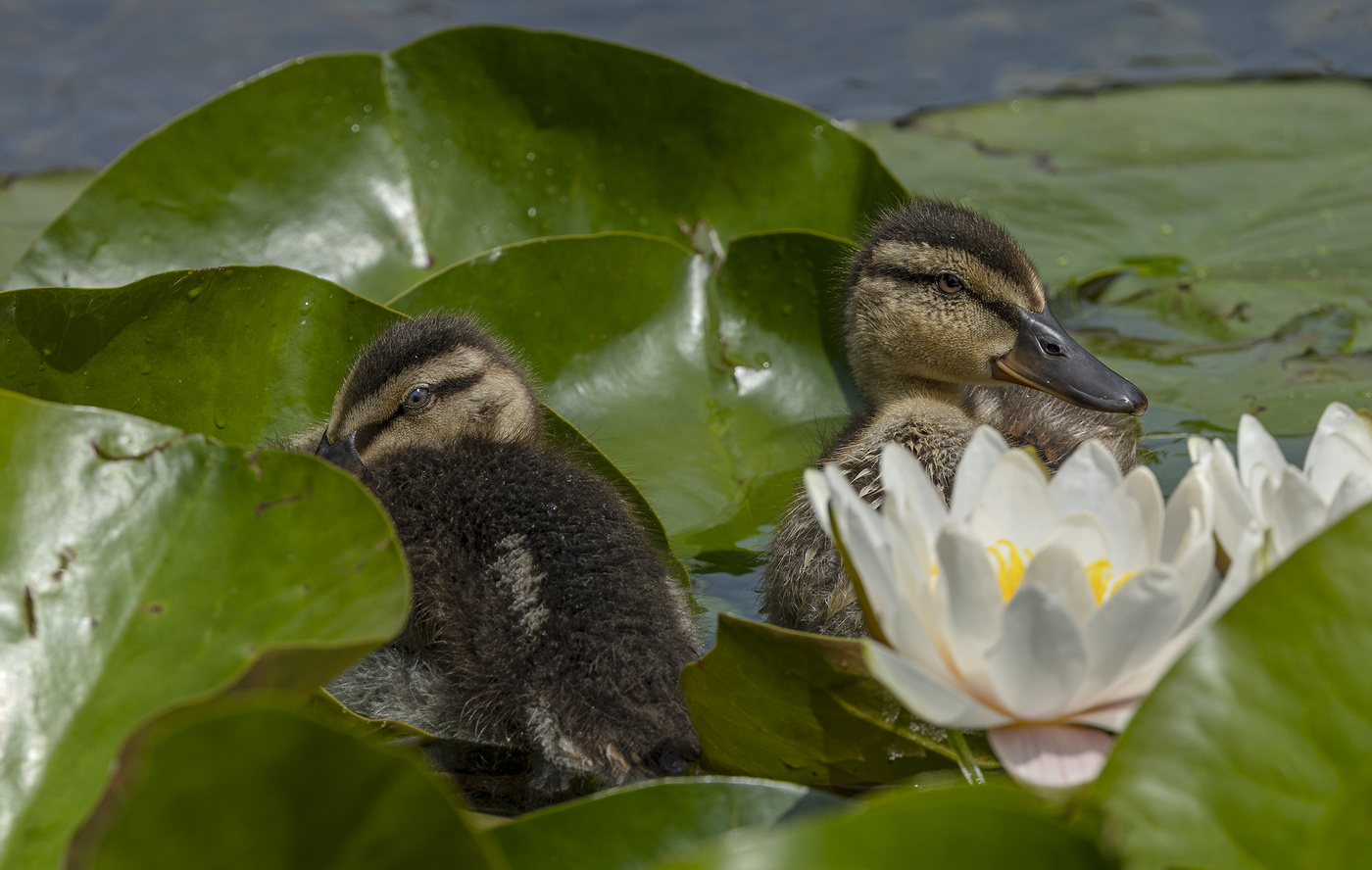 Из жизни Дюймовочек