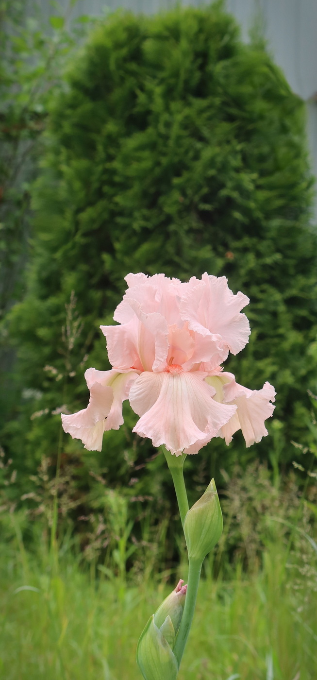 Счастливый случай