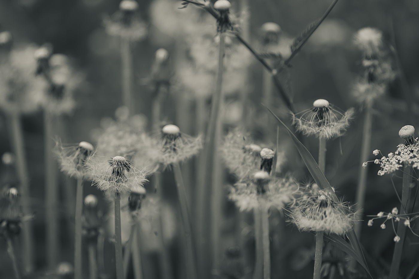 последний бал..