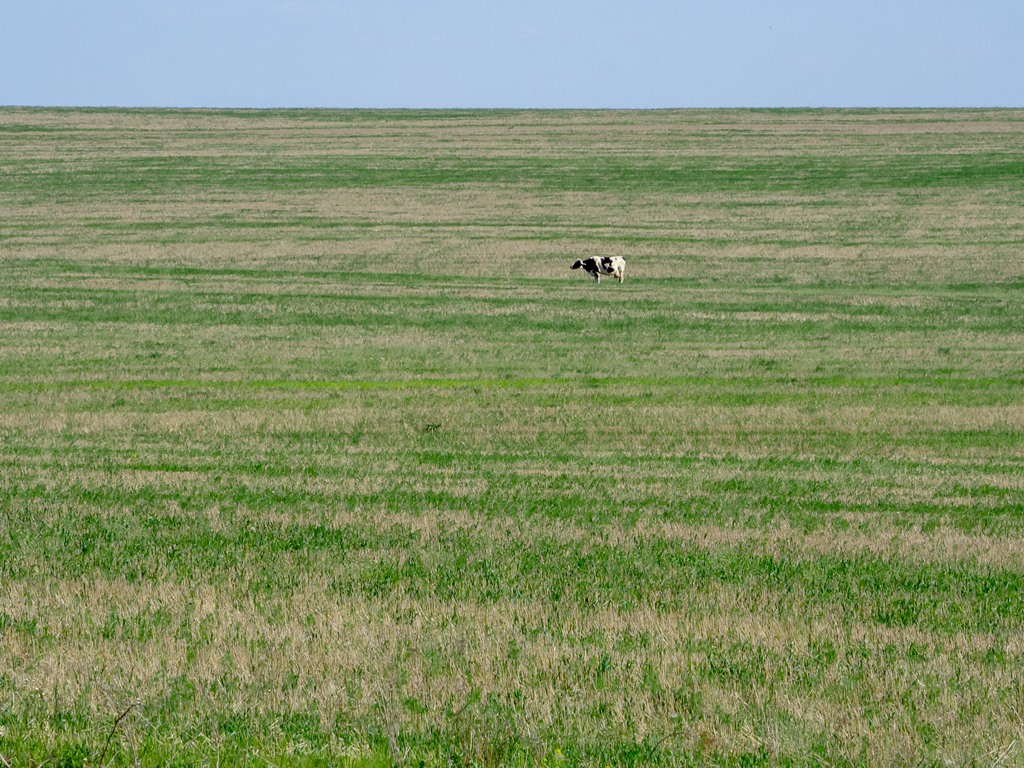 Откуда берется молоко