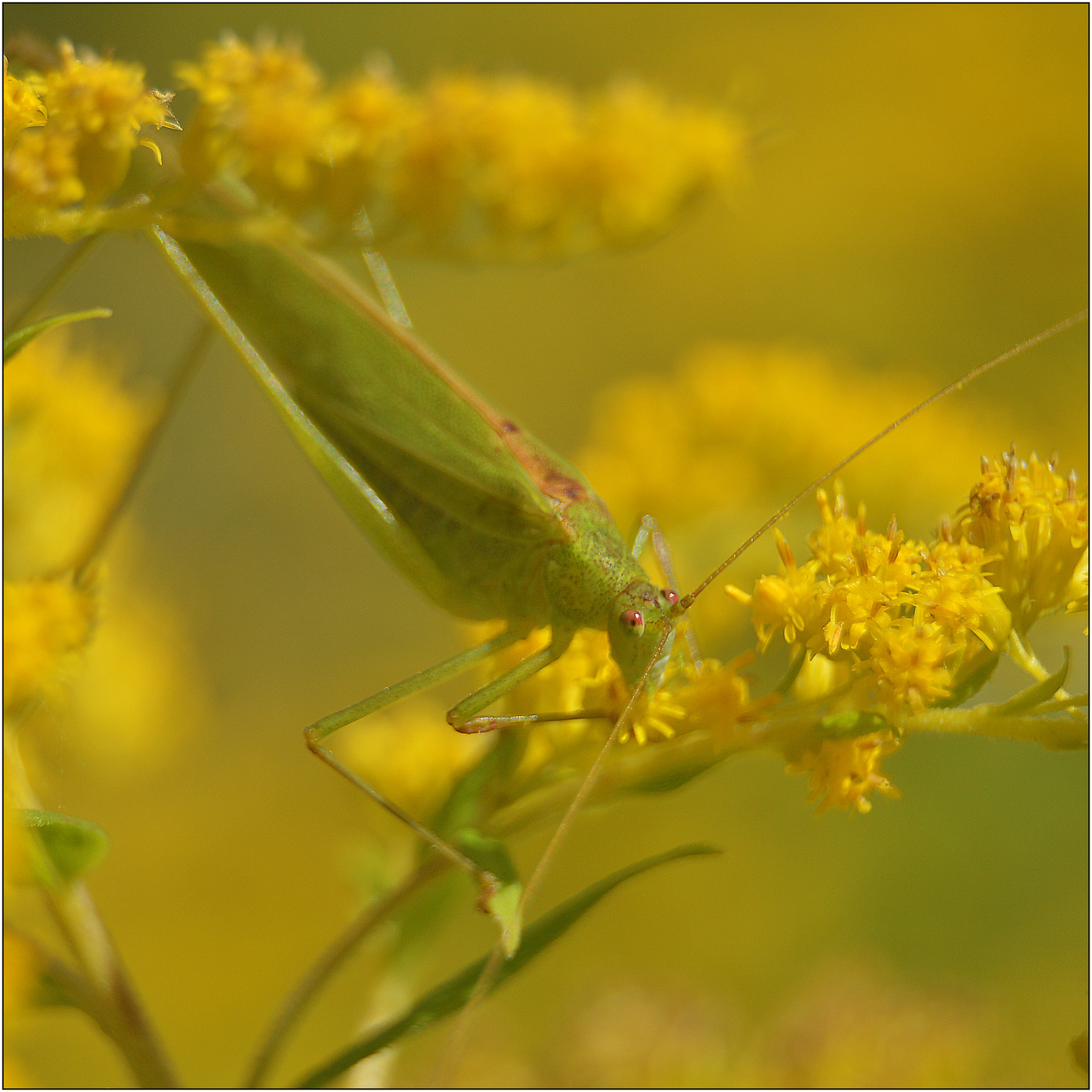 Гармония нового утра.